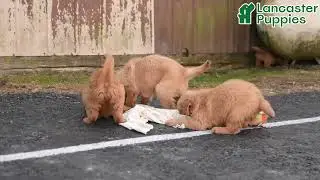Outgoing Golden Retriever Puppies