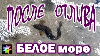 🌊💦Белое море. Отлив