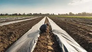 Loosening the soil with modern tools-Agriculture farming 