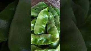 My kitchen garden Lablab Beans organic gardening Harvesting#shorts #beans #youtubeshorts #viral