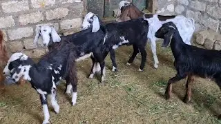 عروض الفرص ٩ معيز وجديان ب ١٥٥٠٠ فرصه لاتفوتك ت٠١١١١٢١١٦٥٧ 