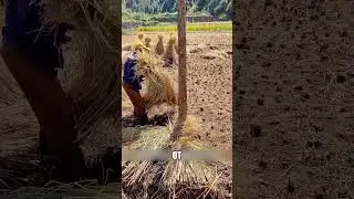Урожай хранили без потерь😱🔥🌾