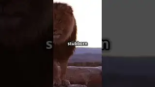 Lions  The Kings of Comedy! 2025 01 27  #cat #facts #the  #2025 #funny