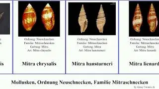 Mollusken, Ordnung Neuschnecken, Familie Mitraschnecken chrysalis mollusca chinensis chalybeia