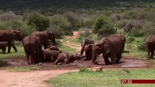1 million species could be wiped out in decades (Global) - BBC News - 6th May 2019