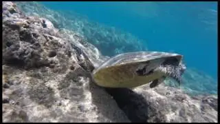 Sea Turtle Biology and the Effects of Tourism