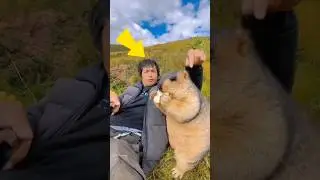 Meet the Marmot - Fun Facts