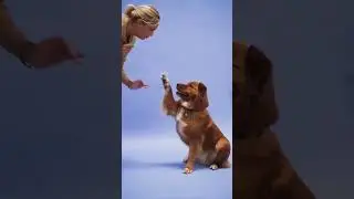 Dog's HANDSHAKE Training 😍 #shorts #youtubeshorts