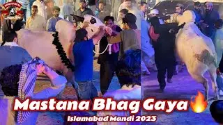 MASTANA BHAG GAYA🔥- Mast Bull Out Of Control - Islamabad Mandi 2023 - Margalla Cattle Farm