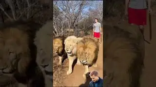 Epic Battles: Lions vs. Africa's Most Dangerous Animals! #nature #animals #savetigers #tigerconser