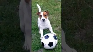 cute puppy playing with a soccer ball football #dog #puppy #dogplaying #cutedog #trending #shorts