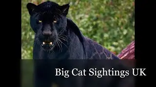 big cat sightings uk history 2023