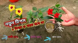 নতুন টিপস ১৪ দিনেই হবে জবা গাছের চারা - এই নিয়মে | 3 SECRET Tips To Grow Hibiscus Cuttings
