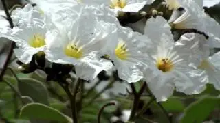 Clerodendrum glabrum