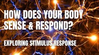 Stimulus Response: How Living Things Sense and React to Their World | Middle School Science