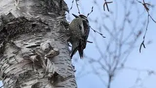 Yellow-Bellied Sapsucker Caught on Video at Lake Huron, Ontario