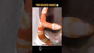 দু মাথাওয়ালা সাপ 🤯|| Two headed snake||#viral #facts #bengalifacts #shorts