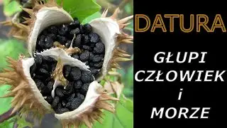 53# Mam koszmary po nocach a minęło 20 lat. Datura stramonium, Bieluń dziędzierzawa nasiona narkotyk