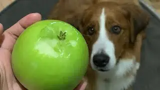 Dog attempts to eat green apple whole