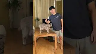 My cats can't stop knocking my stuff off
