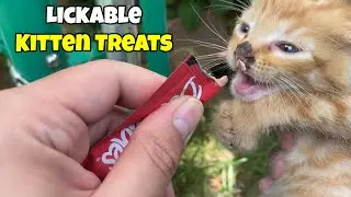 Hartz Delectables Squeeze Up Lickable Kitten Treats Tested 🟡 @radfelines