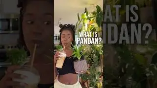 Кому-нибудь пандан латте?! Или предпочитаете растение? 🤔🪴☕️ #пандан #мамарастений #любительрастений