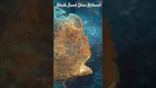 Yawning Giant Frogfish #lembeh #frogfish #marinelife #muckdiving #nature #divingindonesia #buceo