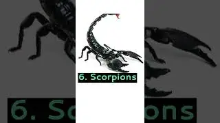 Top 10 Most Dangerous Animals In The World. By-aryan G.S Short Video. #shorts