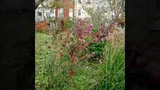 Baltimore Green Space - Final Project.wmv