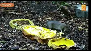 Wild Animal & Bird Feeder - Bird Bath Cam, Recke, Germany, October 26, 2022