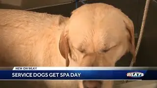 Service dogs treated to spa day courtesy of Louisville non-profit
