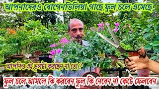 এই সময় বোগেনভিলিয়া গাছে ফুল চলে আসলে কি করনীয় আপনিও এই ভুলটা করছেন না তো/Bougainville plant care 
