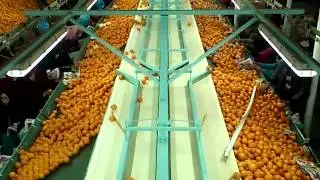 Fresh oranges Packing house - MEDEST for import and export co.