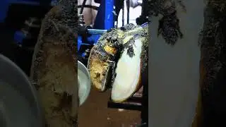 #farrier #cow #satisfying