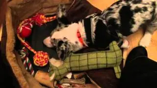 Merla the blue merle cardigan corgi puppy hiding all the treats