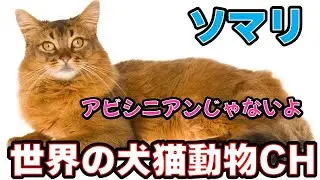 「ソマリってどんな猫？性格・特徴・魅力をまるごと解説！」_#世界の犬猫動物CH