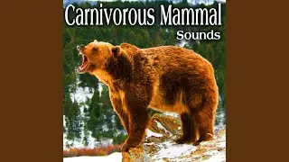 Walrus Grunts Multiple Times with Exhale and Water in Background