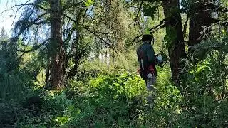 Domino Timber falling. Stihl 462r.