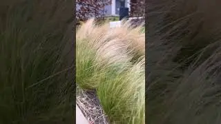 Массив из ковыли #shortvideo