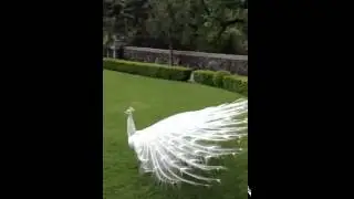 Pav&atilde;o lindo uma exibi&ccedil;&atilde;o maravilhosa