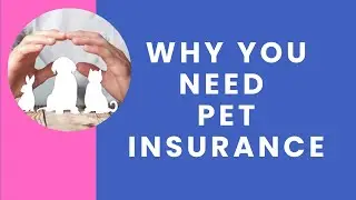 Understanding Pet Insurance and Why You Need It