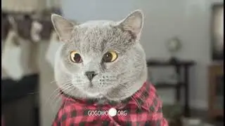 Funny Cat Movies Short Tale HD