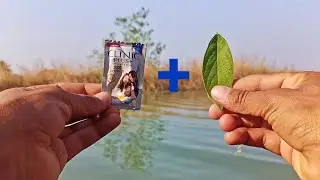 पत्ती पर shampoo लगाओ और कमाल देखो | Experiment with Leaf + shampoo  shocking result