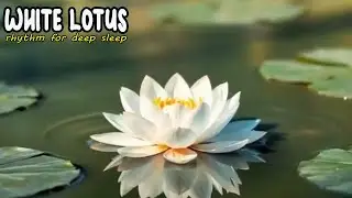 🌸💦 Lotus Serenity Under the Sun | Relax & Deep Sleep Music 🎵