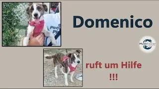 Domenico - eine liebe Seele schreit um Hilfe