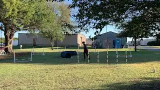 USDAA Trial@Home #111166; P3 Team Snooker; Course#2; 8in; Tonza