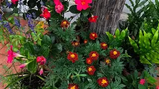 Vamos ver Flores para encantar ainda mais nosso Natal 🌲🌷