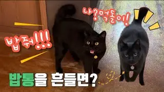 우리집 고양이는 밥통흔들면, 어디서든 날라와요🐥🐈‍⬛?? 밥 내놓으라는 검은고양이