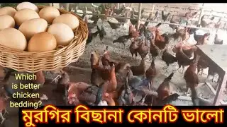 মুরগির বিছানা কোনটি ভালো | মুরগির লিটার ব্যবস্থাপনা | দেশি মুরগির লিটার ব্যবস্থাপনা | krishak dada