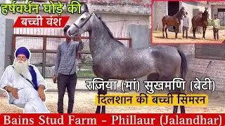 डीएनए वाले घोड़ों की कीमत तो देनी पड़ेगी हर्षवर्धन घोड़े की बच्ची वंश ! (7692801984)